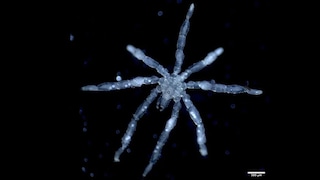An image of the new sea spider species, Callipallene pilosuspedes