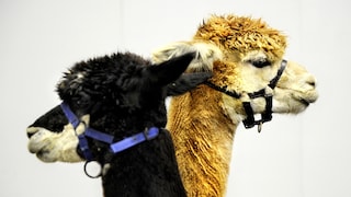 Alpaca wool is very popular - but what's the hype about?