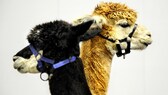 Alpaca wool is very popular - but what's the hype about?