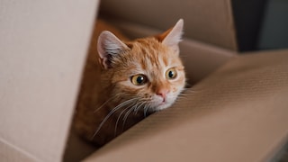 A cat traveled 1,000 kilometers across the U.S. in an Amazon return package (example image).