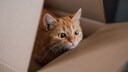 A cat traveled 1,000 kilometers across the U.S. in an Amazon return package (example image).