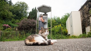 A lucky cat in Murbach, France - and the last working telephone box in France in the background
