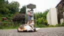 A lucky cat in Murbach, France - and the last working telephone box in France in the background