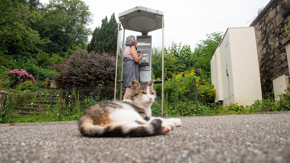 A lucky cat in Murbach, France - and the last working telephone box in France in the background