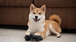Dog With Controller