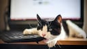 Cat Bites Keyboard