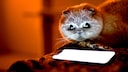 Cat Looks at a Smartphone
