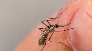 A mosquito bites a person