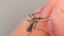 A mosquito bites a person