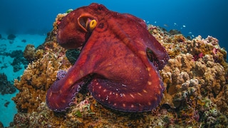 Red Octopus Underwater