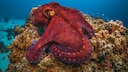Red Octopus Underwater