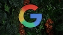 Google's logo, featuring the colors red, yellow, green, and blue, is set against a backdrop of large green leaves and several reddish-brown flowers. Positioned centrally in the image, the logo is surrounded by dense foliage. The photo highlights the logo against a dark background, creating a strong contrast between the logo's colors and the greenery of the plants.