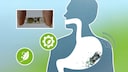 Illustration of a swallowable electronic capsule in the human digestive tract. A close-up shows the small transparent component between two fingers.