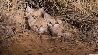 Sand Cats