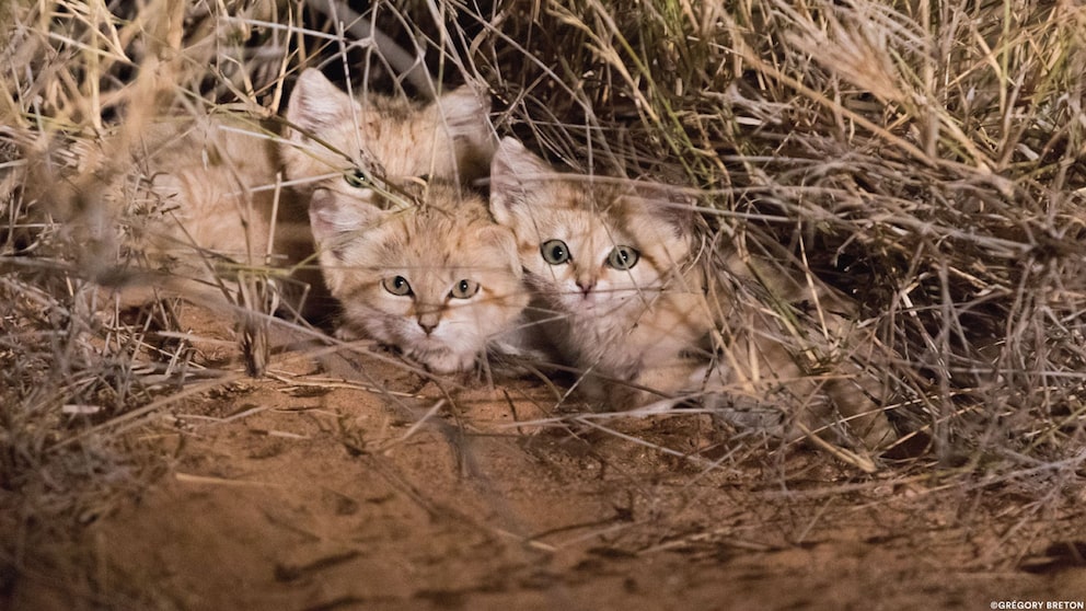 Sand Cats