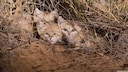 Sand Cats