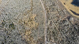 View of Pando, the world's presumably oldest living organism, at the end of November 2021. The so-called clonal colony is in acute danger.