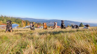 dog-friendly hotels