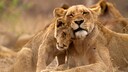 Kruger National Park