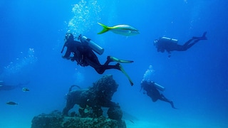Neptune Memorial Reef