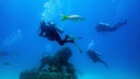 Neptune Memorial Reef