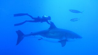 Great White Sharks