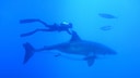 Great White Sharks