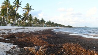 Sargassum in Florida and Mexico