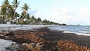 Sargassum in Florida and Mexico