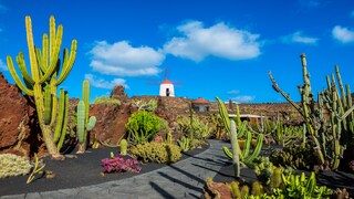 On the island of Lanzarote, only one house may be taller than a full-grown palm tree