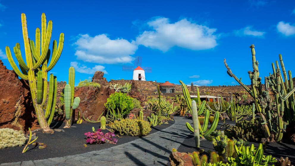 On the island of Lanzarote, only one house may be taller than a full-grown palm tree