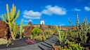 On the island of Lanzarote, only one house may be taller than a full-grown palm tree