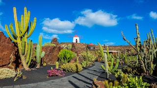 On the island of Lanzarote, only one house may be taller than a full-grown palm tree