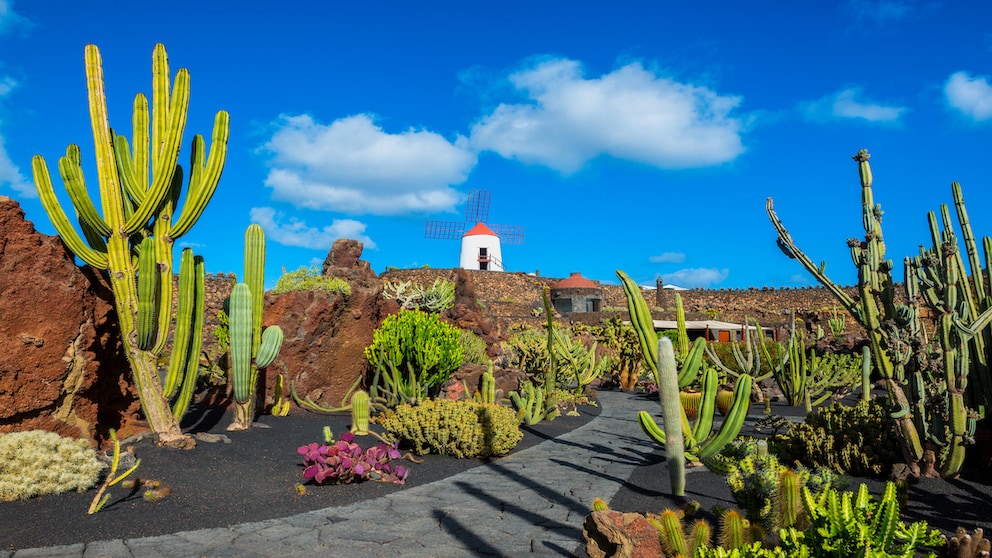 On the island of Lanzarote, only one house may be taller than a full-grown palm tree