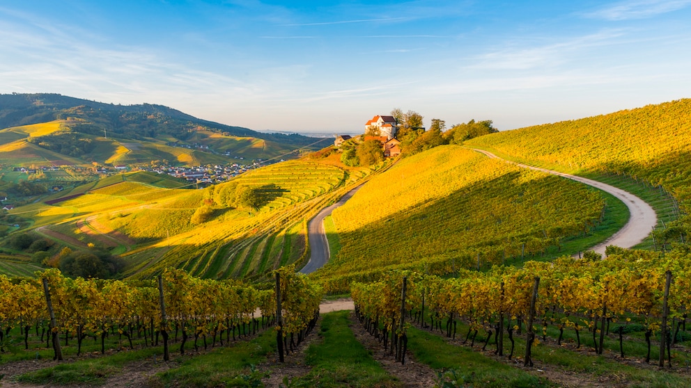 Staufenberg Castle in the Black Forest - also popular because of the beautiful vineyards