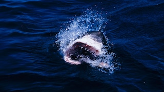 This is how many beach vacationers imagine an encounter with a great white shark in their worst nightmares