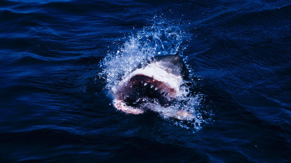 This is how many beach vacationers imagine an encounter with a great white shark in their worst nightmares