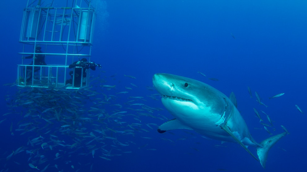 Steve Dee has an unusual hobby: as often as he can, he dives into the depths of the sea to feed tiger sharks or watch great white sharks