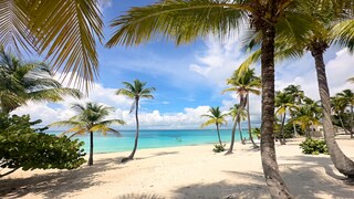 Coconut Palm Beach in Isla Catalina in the Dominican Republic