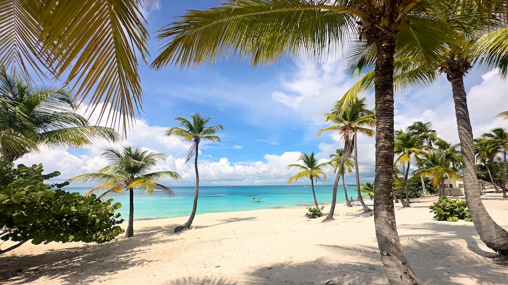 Coconut Palm Beach in Isla Catalina in the Dominican Republic