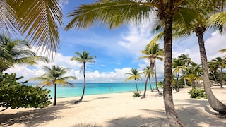 Coconut Palm Beach in Isla Catalina in the Dominican Republic