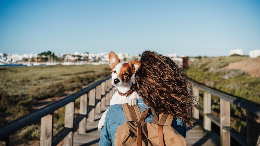 Vacation with a Dog