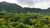 Here, constrictor snakes crawl through the thicket, winding their way through the jungle without a destination or system.