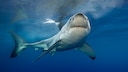 World-famous and feared - the great white shark
