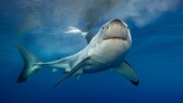 World-famous and feared - the great white shark