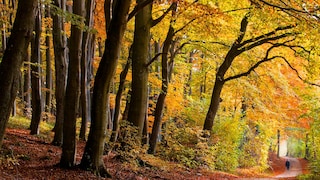 If the fall is as golden as this year, hiking is especially enjoyable.