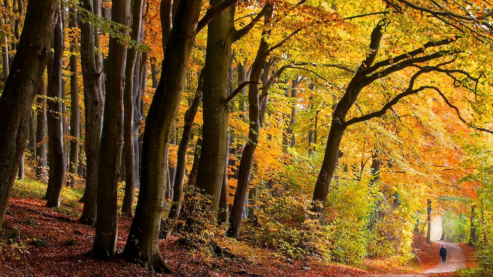 If the fall is as golden as this year, hiking is especially enjoyable.