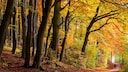 If the fall is as golden as this year, hiking is especially enjoyable.
