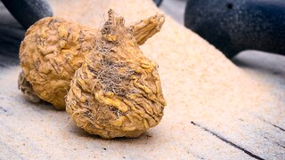 Maca