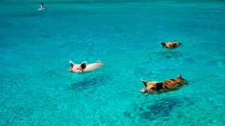 Swimming pigs in the Bahamas